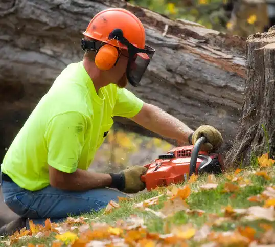 tree services South Plainfield